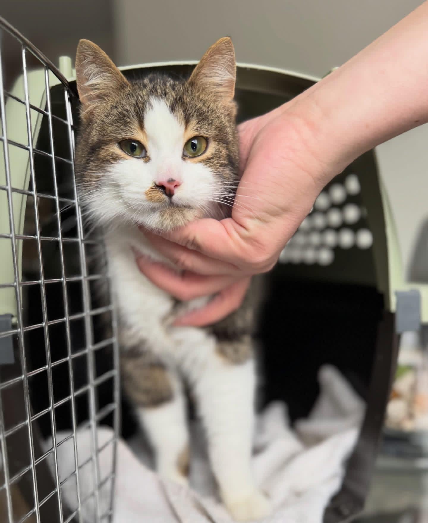 Enlarge Bop, a ADOPTABLE mixed breed in Newmarket, ON image 6/6