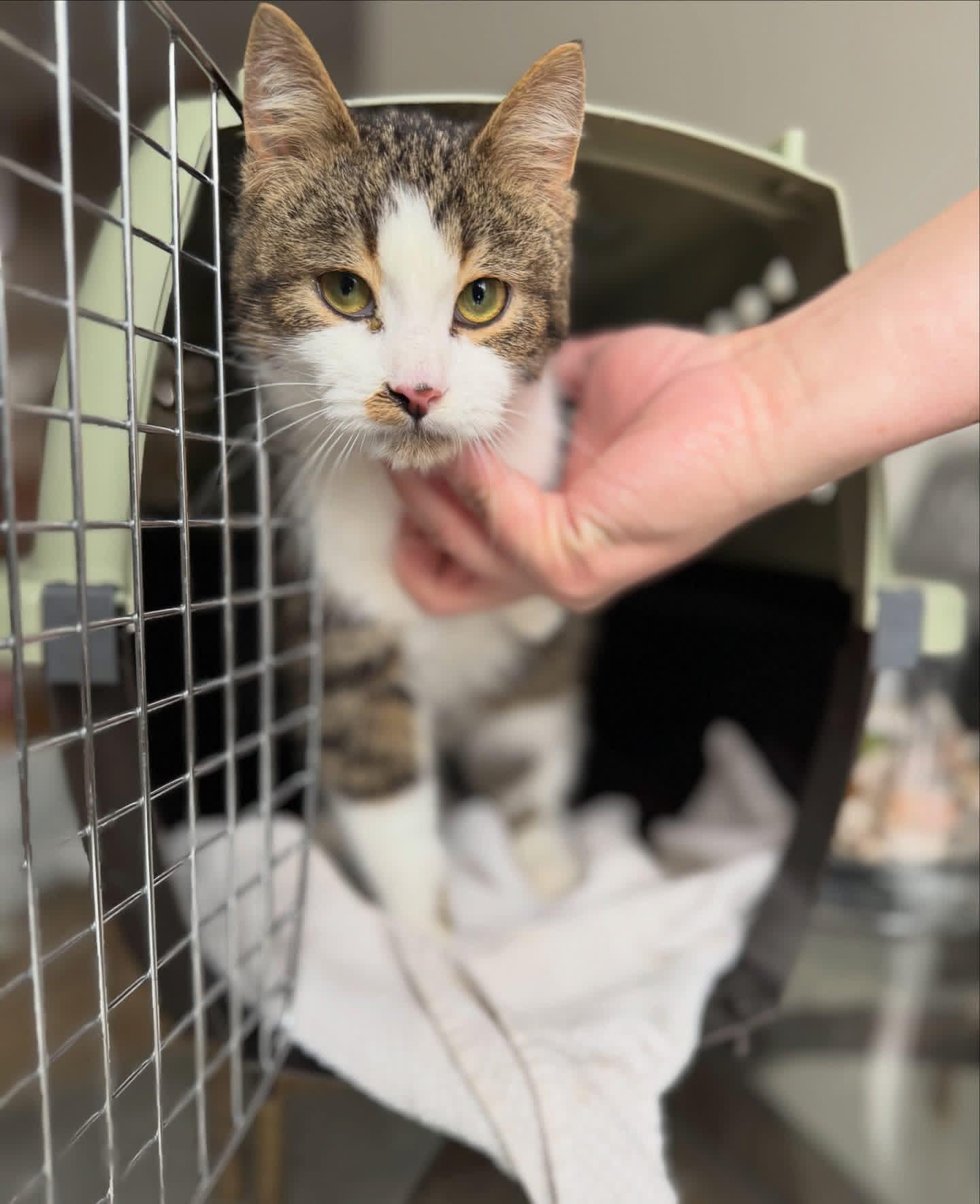 Enlarge Bop, a ADOPTABLE mixed breed in Newmarket, ON image 1/6