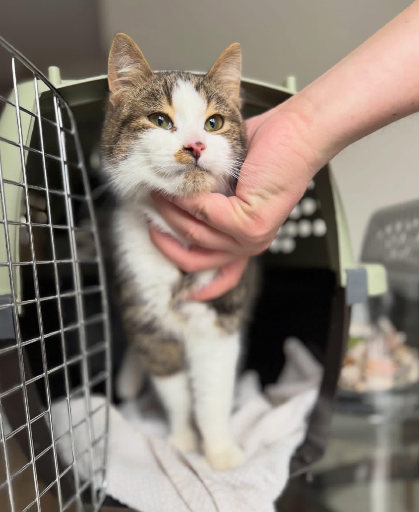 Enlarge Bop, a ADOPTABLE mixed breed in Newmarket, ON image 5/6