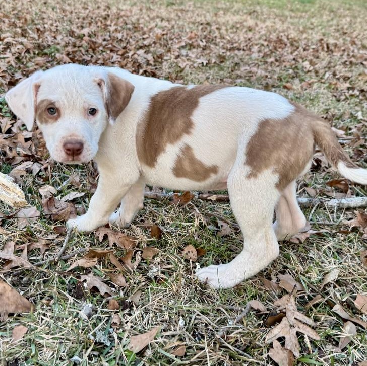 Susie, adopted, Puppy Female Terrier.