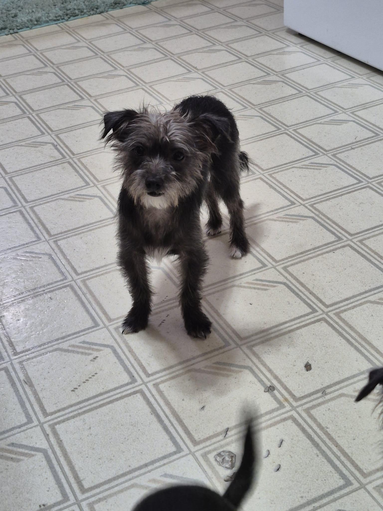 Eddie, Adoptable, Puppy Male Chihuahua & Miniature Poodle.