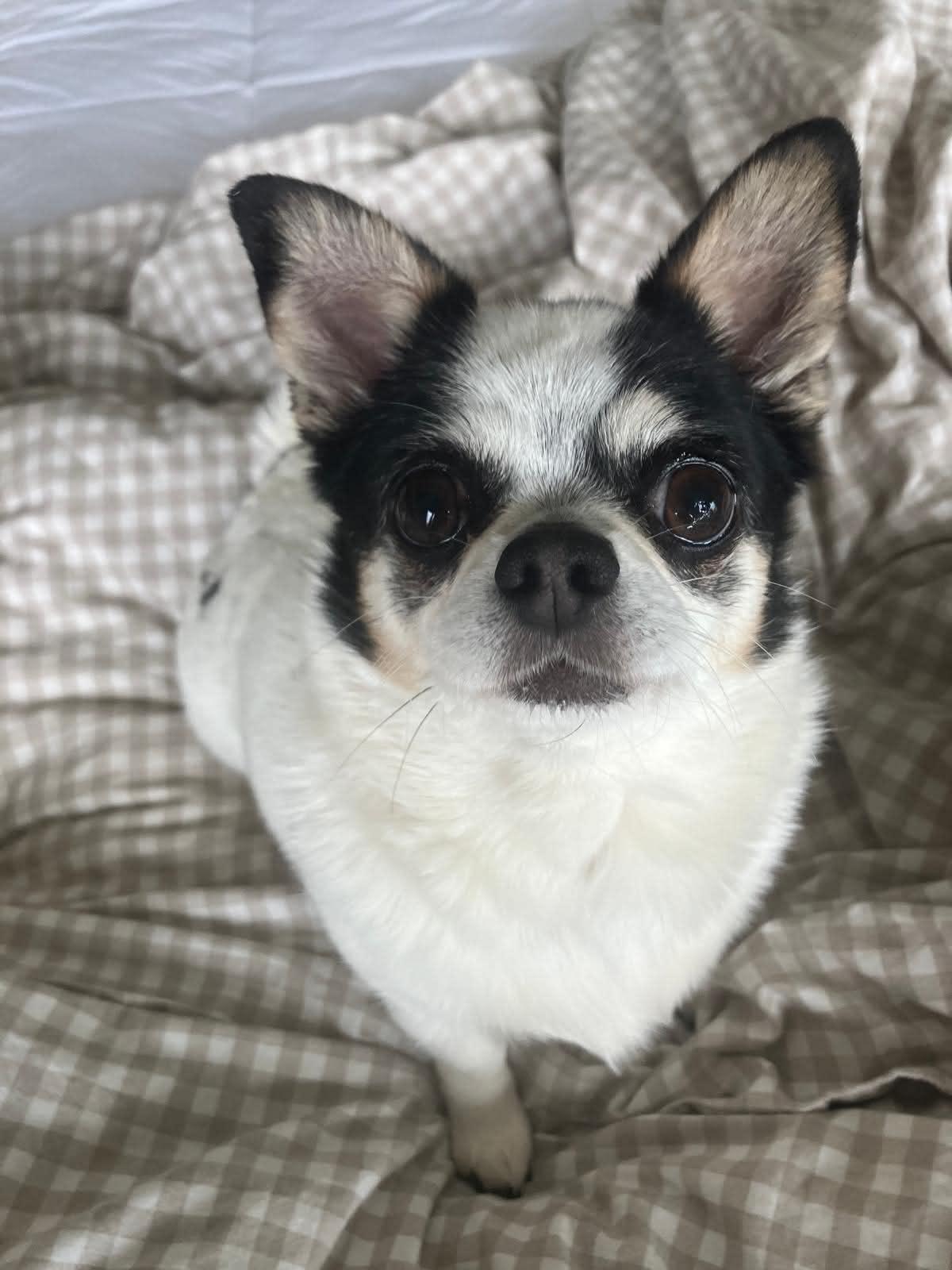 Cera and Ducky, a ADOPTABLE Chihuahua in Calgary, AB image 4/6