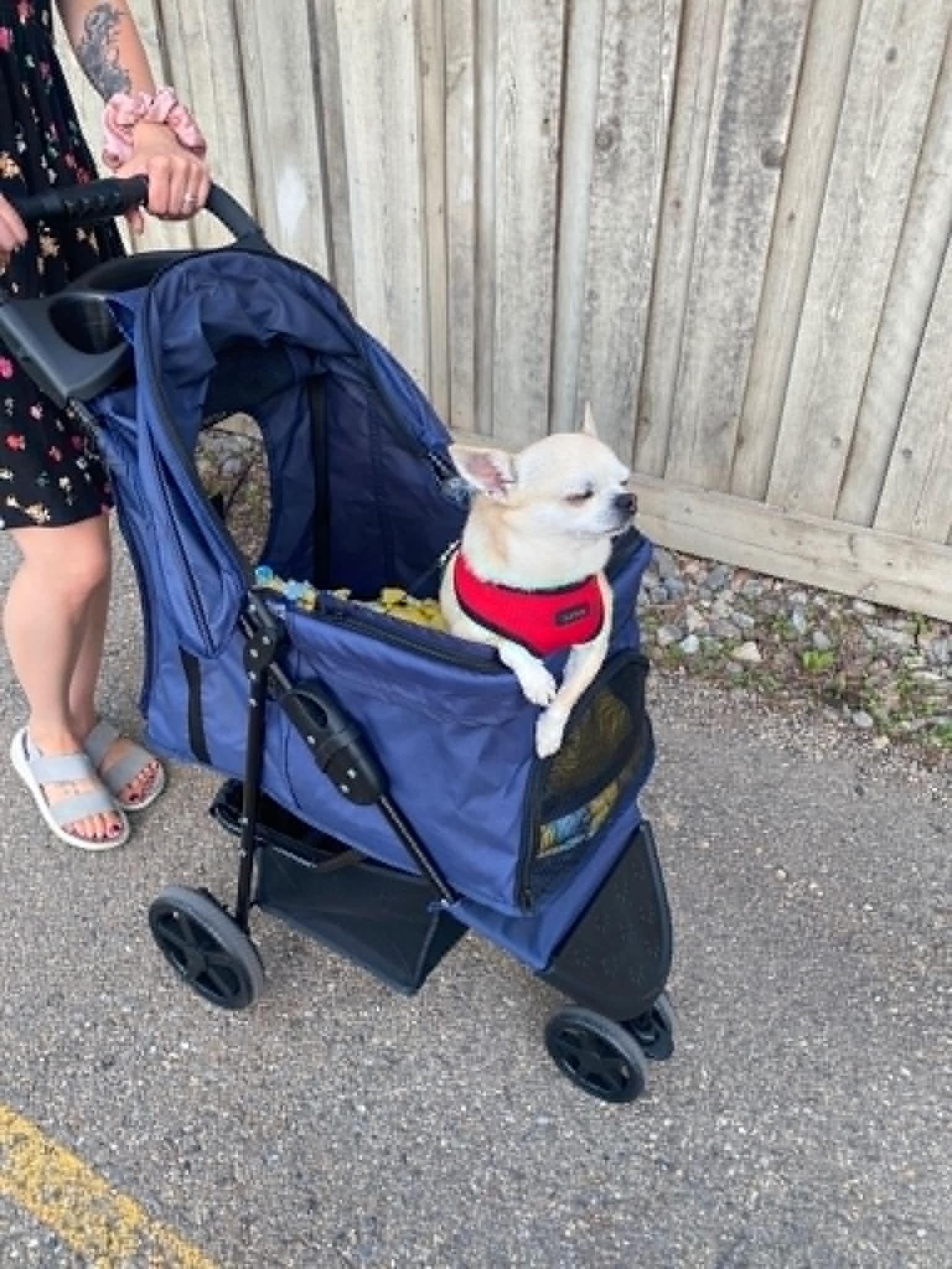 Cera and Ducky, a ADOPTABLE Chihuahua in Calgary, AB image 3/6
