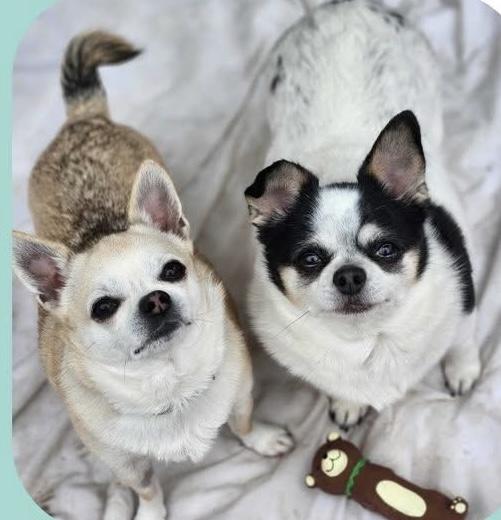 Cera and Ducky, a ADOPTABLE Chihuahua in Calgary, AB image 2/6