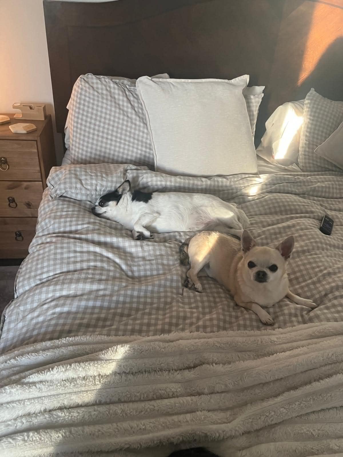 Cera and Ducky, a ADOPTABLE Chihuahua in Calgary, AB image 5/6