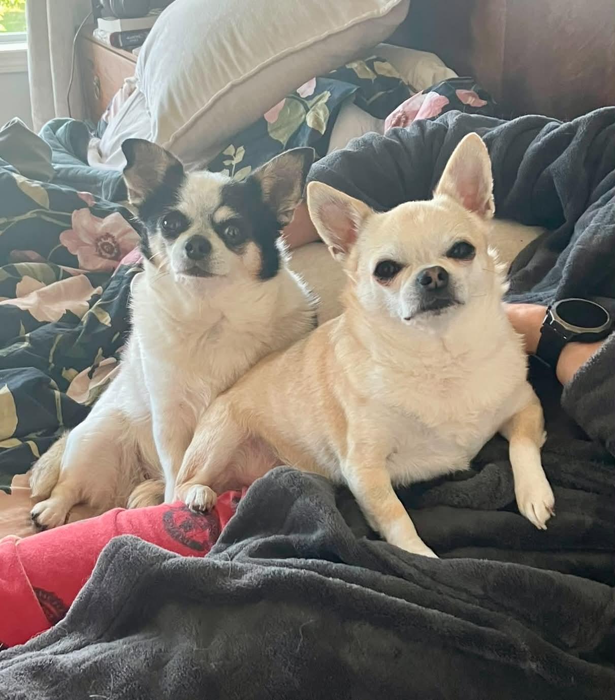 Cera and Ducky, ADOPTABLE, Adult Male Chihuahua.