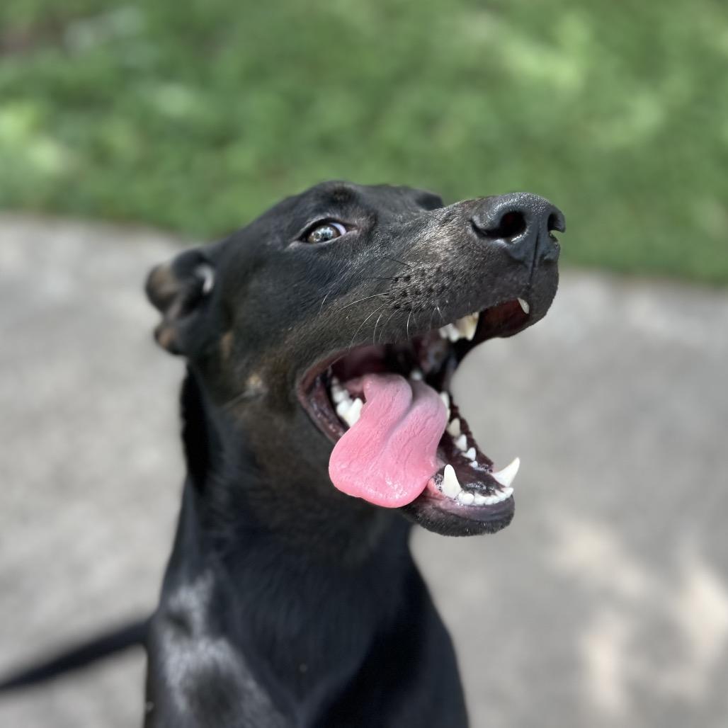 Enlarge Dior, a Adoptable Black Labrador Retriever in Edinburg, TX image 1/6