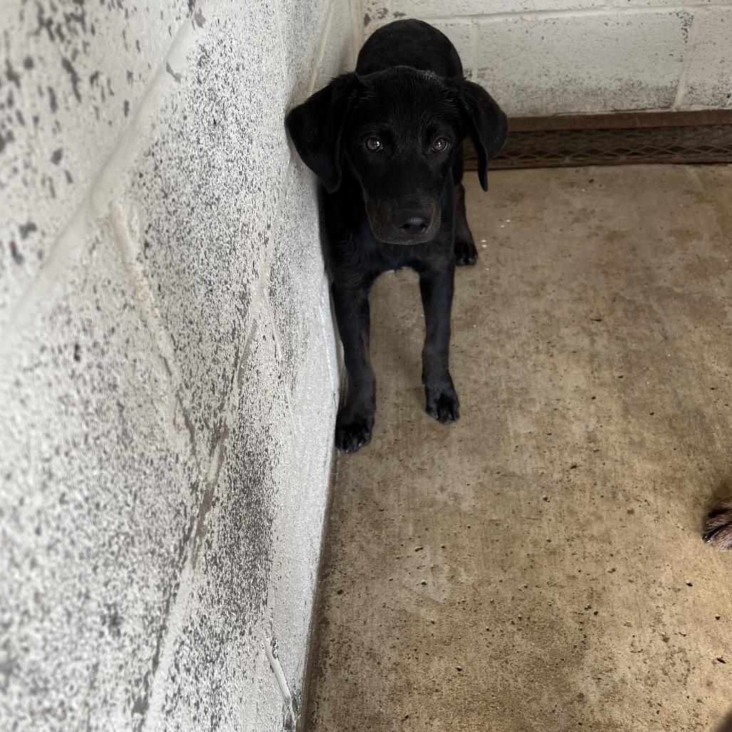 Enlarge Dior, a Adoptable Black Labrador Retriever in Edinburg, TX image 1/6