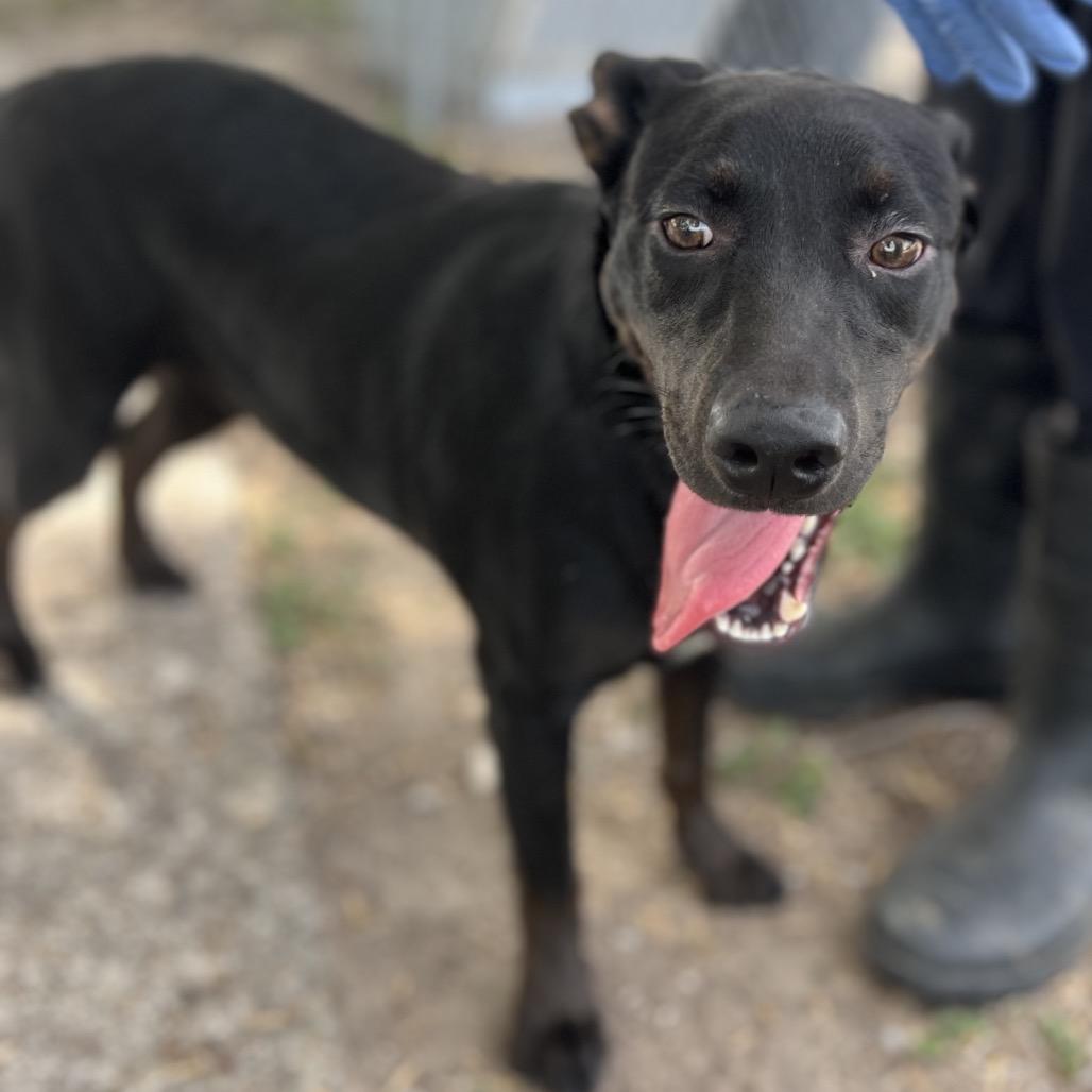 Enlarge Dior, a Adoptable Black Labrador Retriever in Edinburg, TX image 2/6