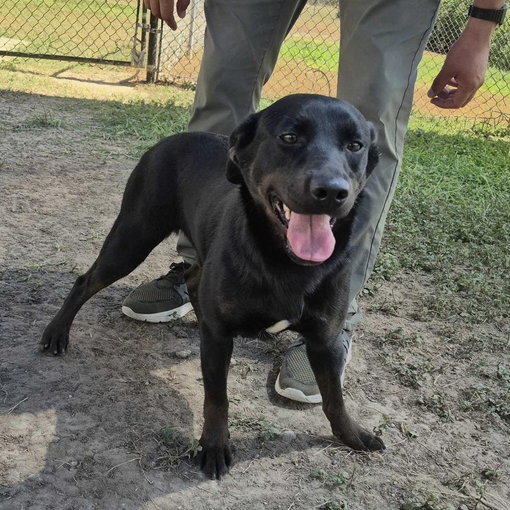 Enlarge Dior, a Adoptable Black Labrador Retriever in Edinburg, TX image 3/6