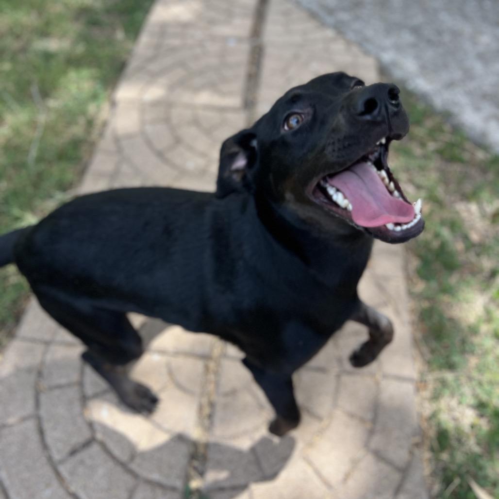 Enlarge Dior, a Adoptable Black Labrador Retriever in Edinburg, TX image 3/6