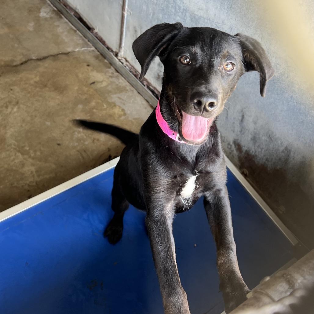 Enlarge Dior, a Adoptable Black Labrador Retriever in Edinburg, TX image 4/6
