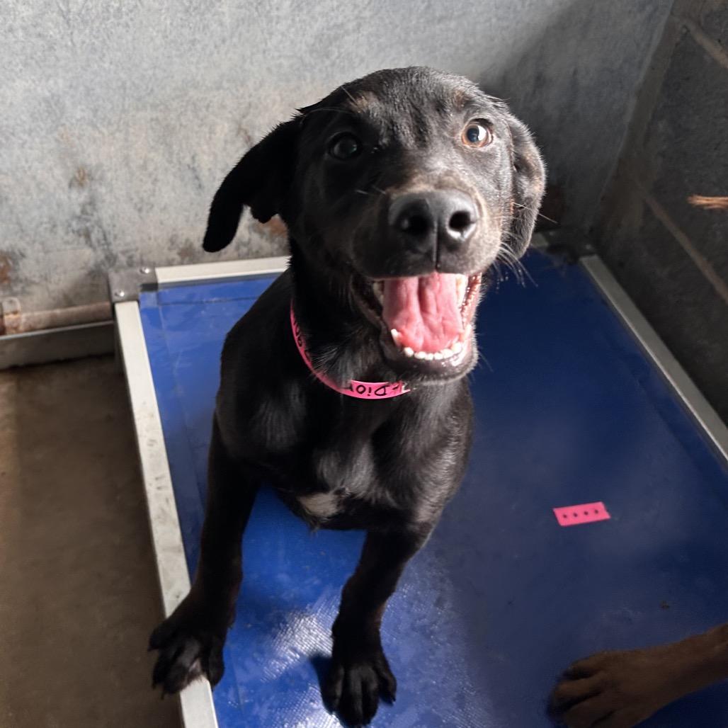 Enlarge Dior, a Adoptable Black Labrador Retriever in Edinburg, TX image 5/6