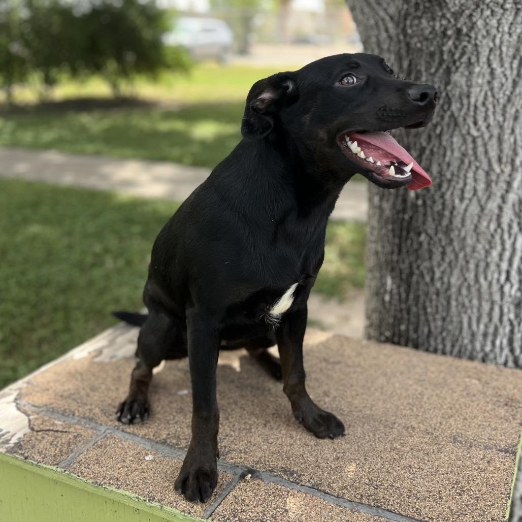 Enlarge Dior, a Adoptable Black Labrador Retriever in Edinburg, TX image 6/6