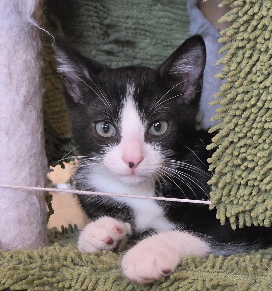 Bandit, Adoptable, Kitten Male Domestic Short Hair.