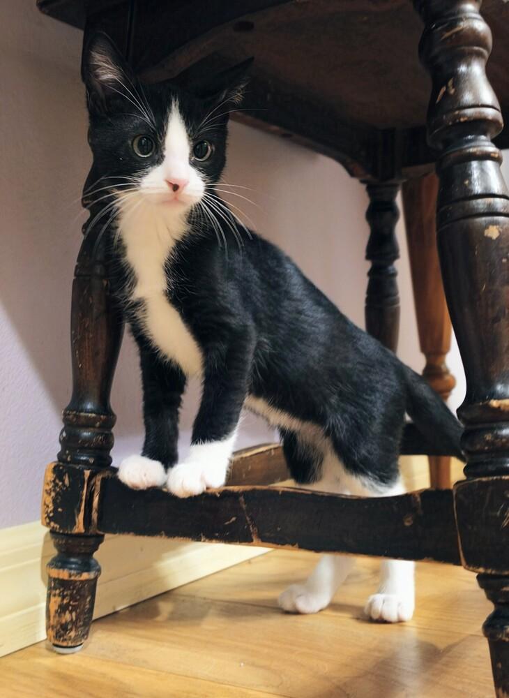 Enlarge Bandit, a Adoptable mixed breed in Brandon, FL image 2/5