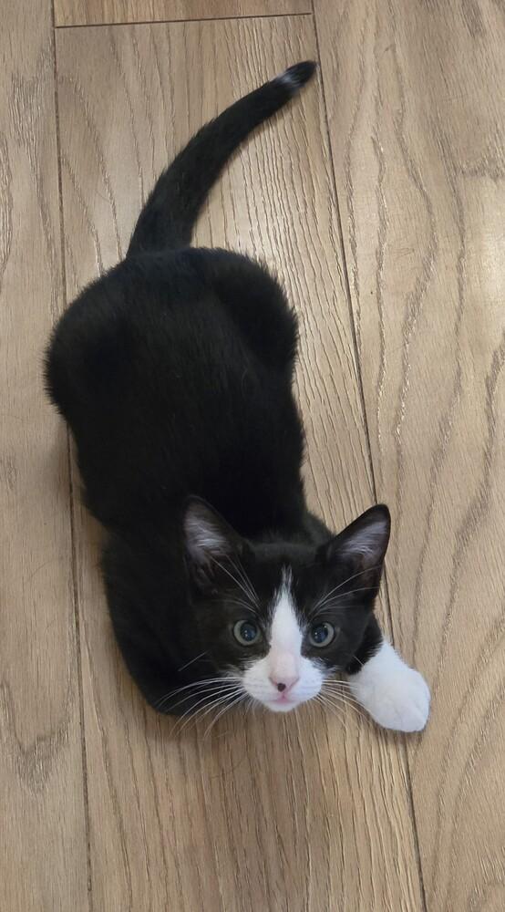 Enlarge Bandit, a Adoptable mixed breed in Brandon, FL image 3/5