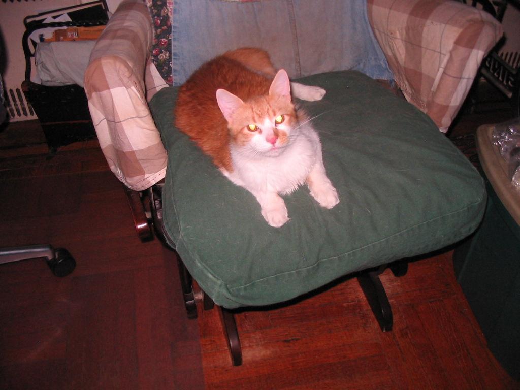 Enlarge Chico, a Adoptable Domestic Medium Hair in Brooklyn, NY image 1/4