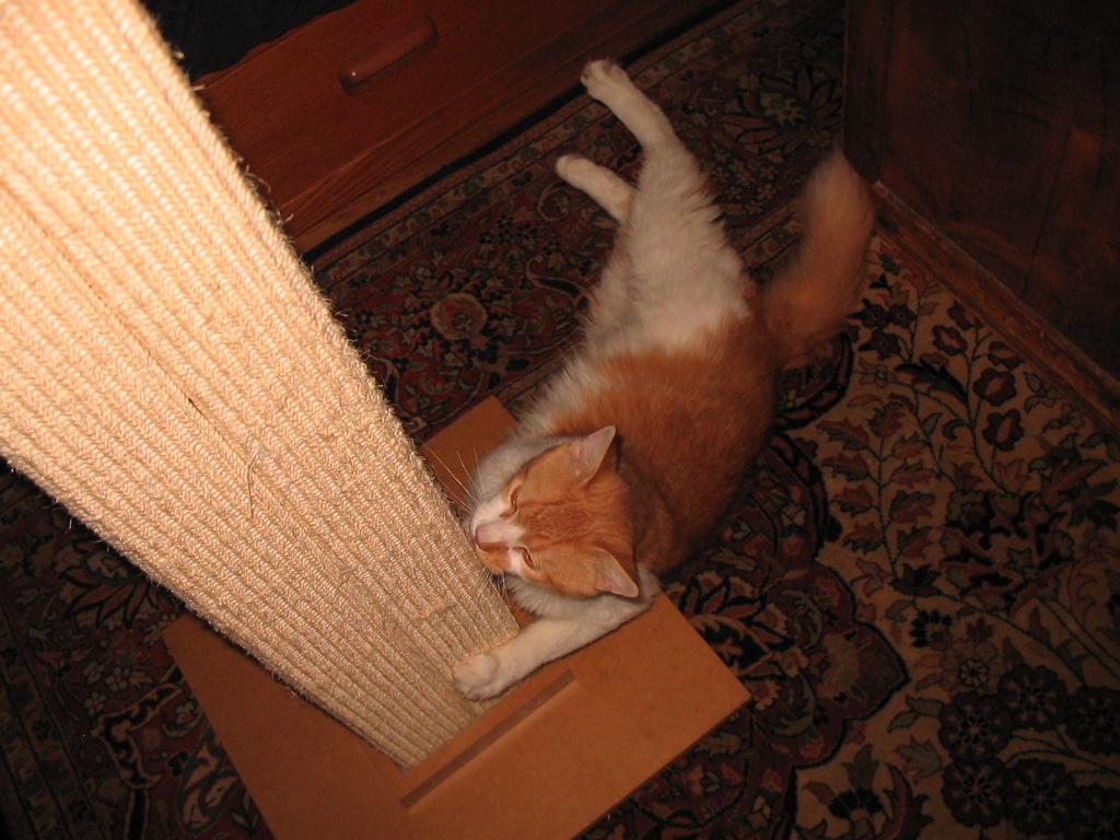 Enlarge Chico, a Adoptable Domestic Medium Hair in Brooklyn, NY image 3/4