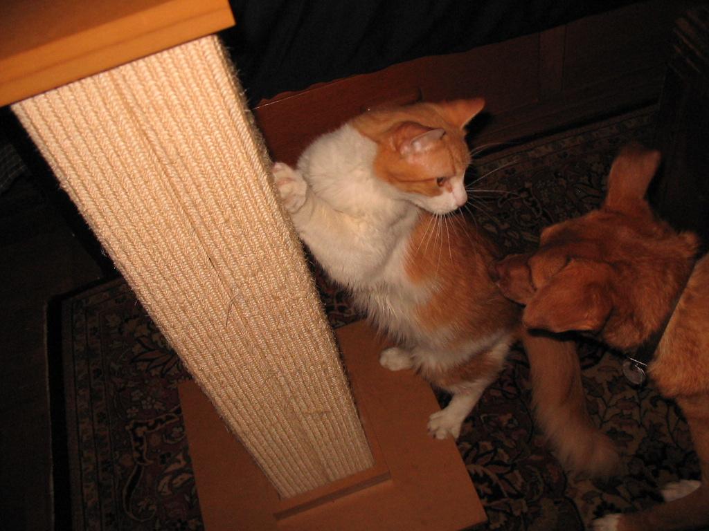 Enlarge Chico, a Adoptable Domestic Medium Hair in Brooklyn, NY image 4/4