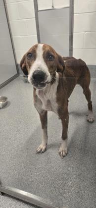 Whiskey, Adoptable, Adult Male Coonhound & Mixed Breed.