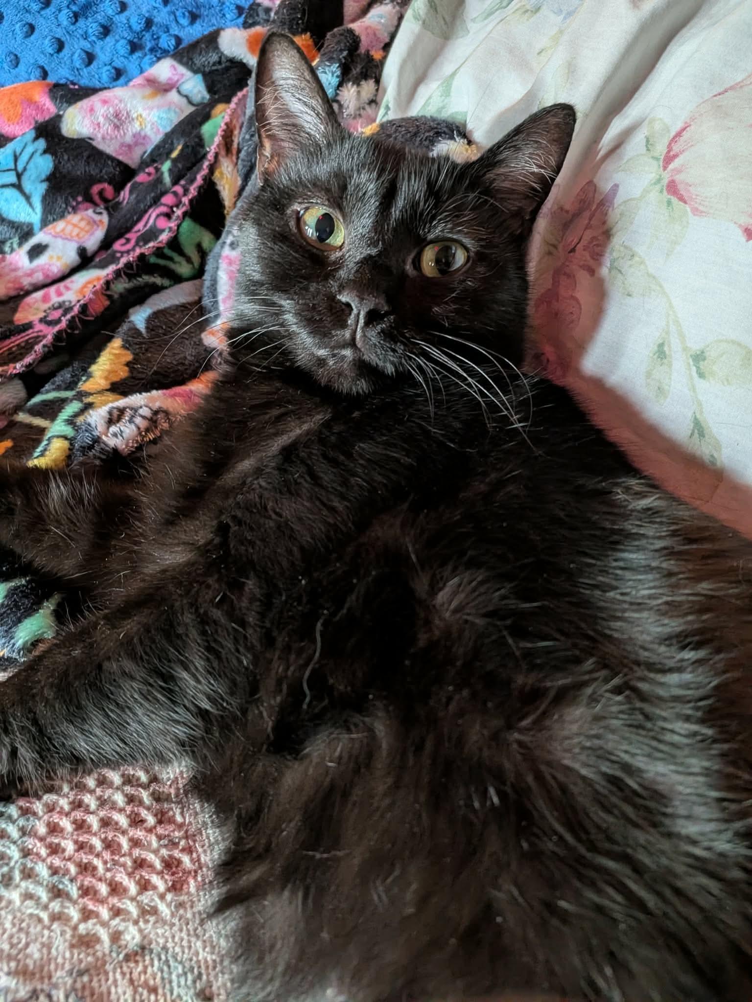 Simone, Adoptable, Young Female Domestic Short Hair.
