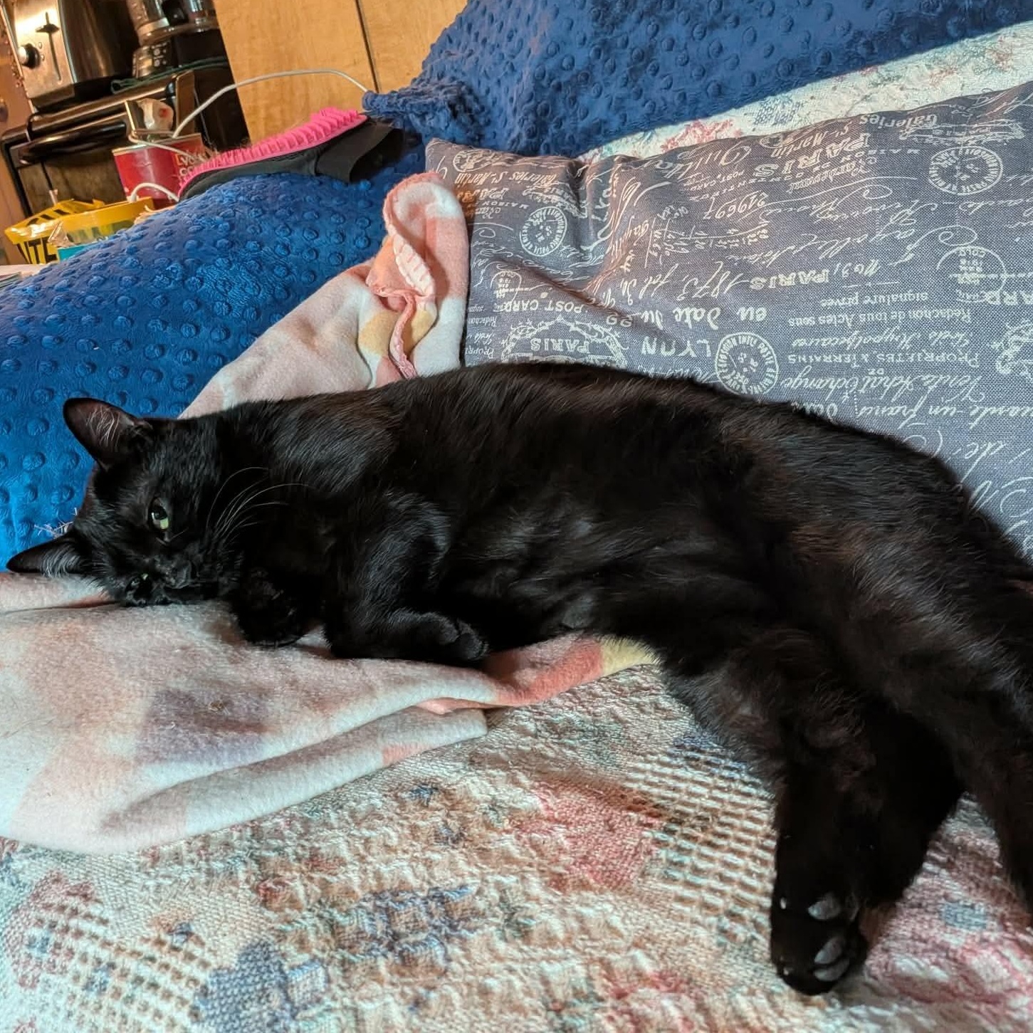 Enlarge Simone, a Adoptable Domestic Short Hair in Rochester, WA image 2/2