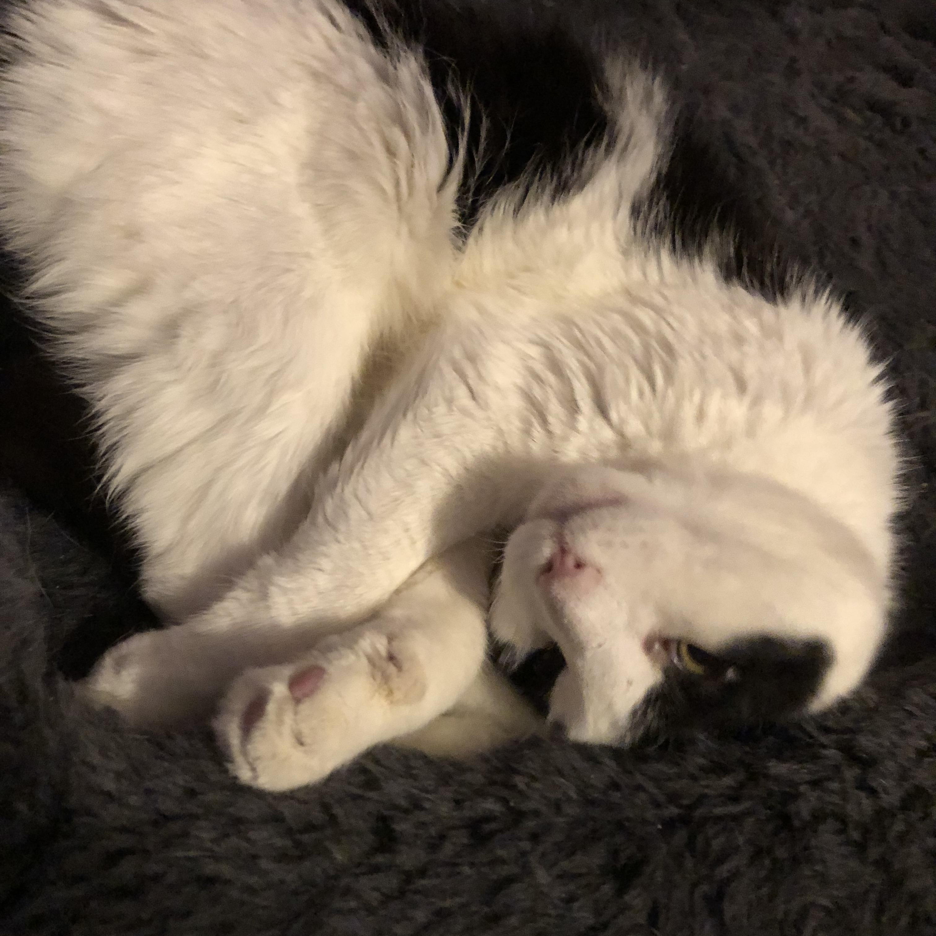 Enlarge Coco - Sweet Laidback Gentleman, a Adoptable Domestic Medium Hair in New York, NY image 5/5