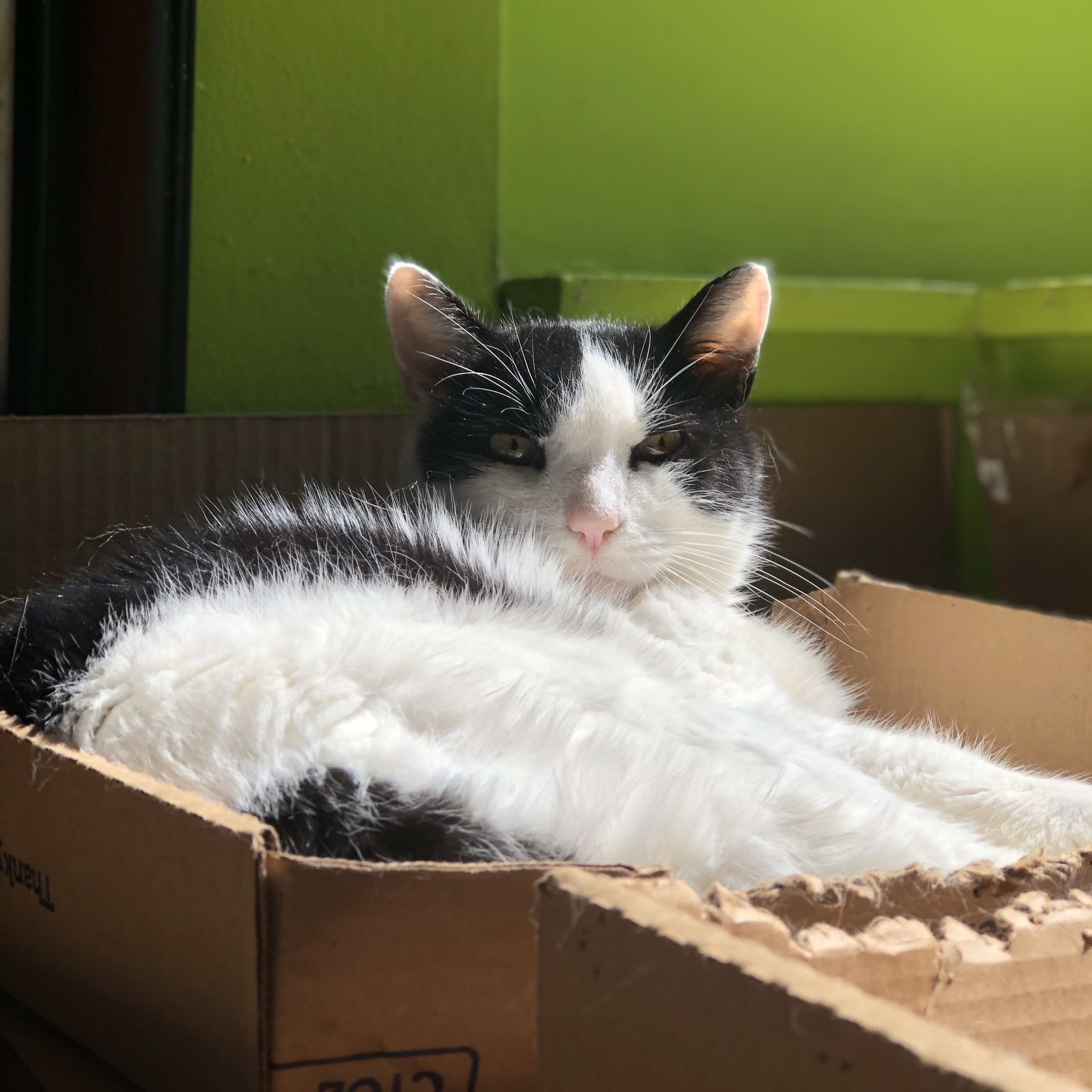 Enlarge Coco - Sweet Laidback Gentleman, a Adoptable Domestic Medium Hair in New York, NY image 3/5