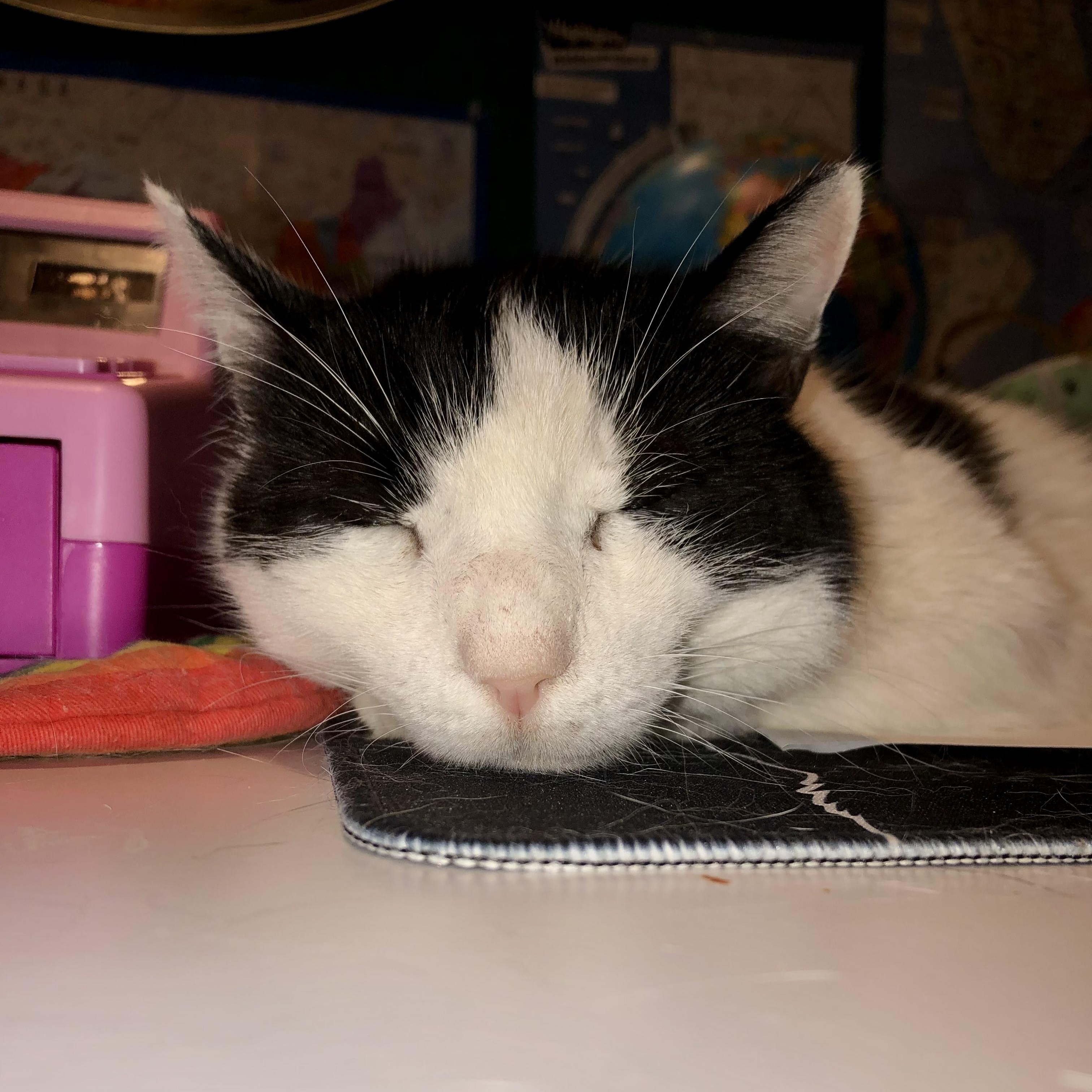 Enlarge Coco - Sweet Laidback Gentleman, a Adoptable Domestic Medium Hair in New York, NY image 4/5