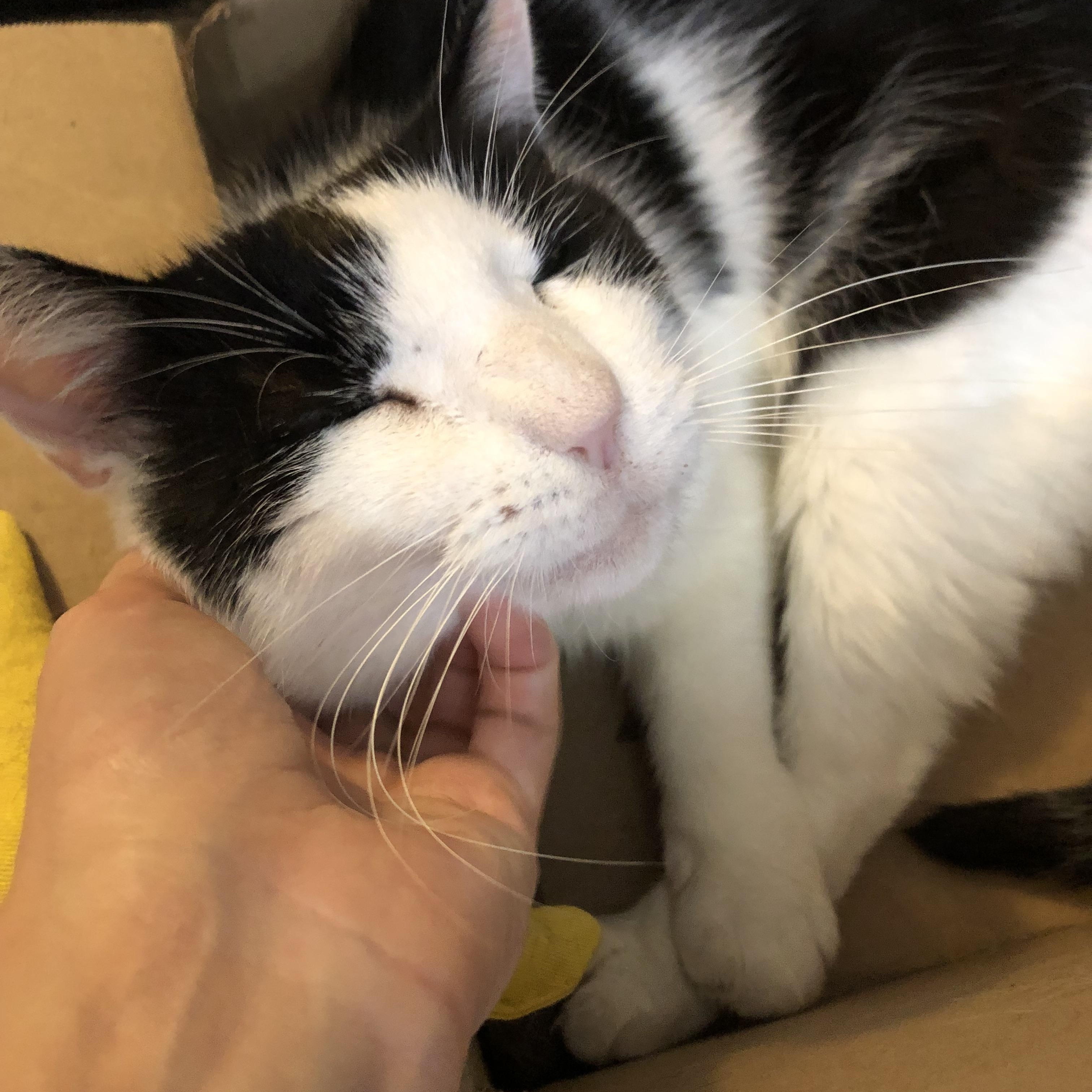 Enlarge Coco - Sweet Laidback Gentleman, a Adoptable Domestic Medium Hair in New York, NY image 2/5