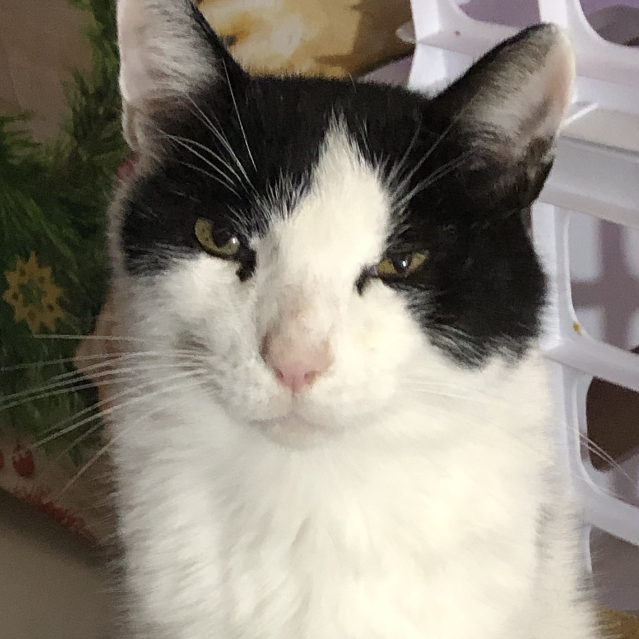 Enlarge Coco - Sweet Laidback Gentleman, a Adoptable Domestic Medium Hair in New York, NY image 1/5