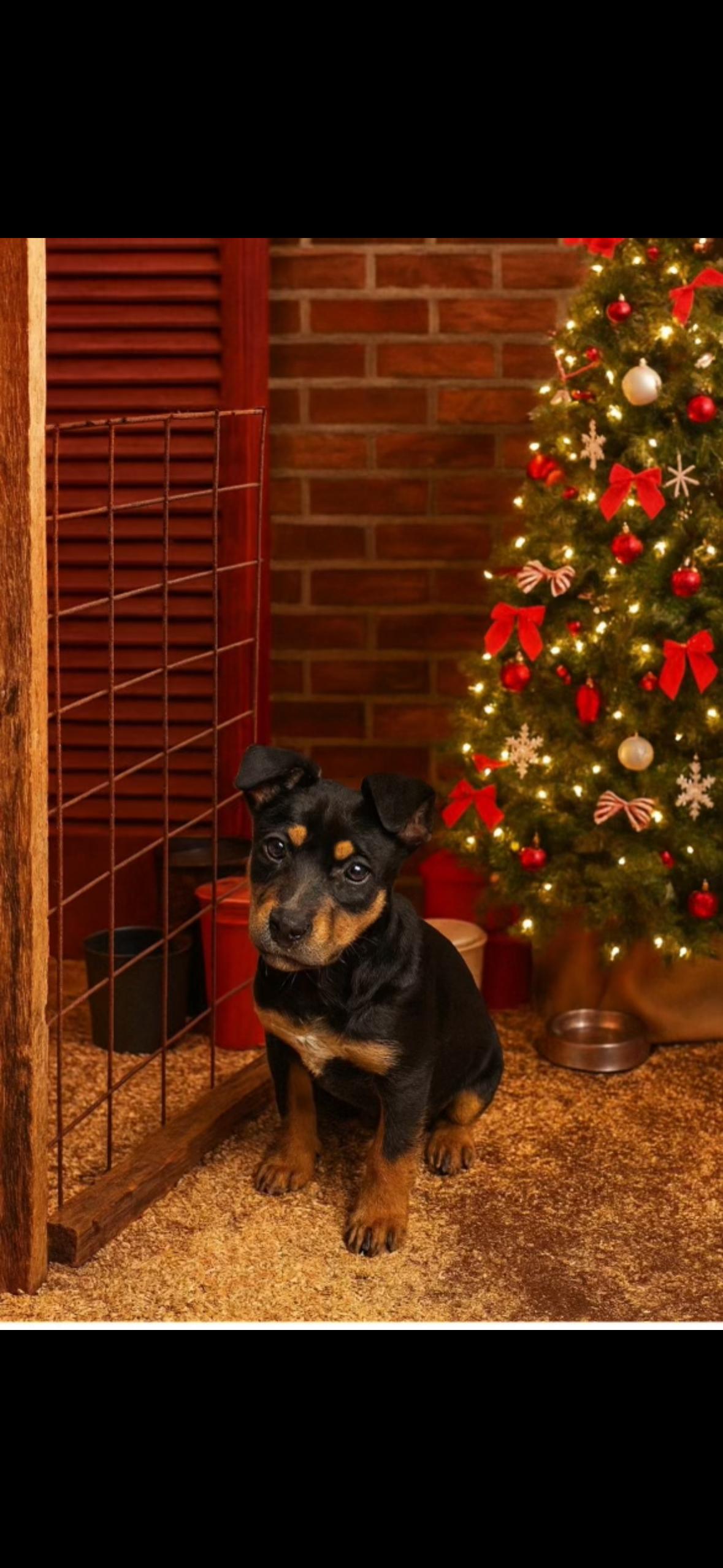 Fiona, adopted, Puppy Female Australian Cattle Dog / Blue Heeler.