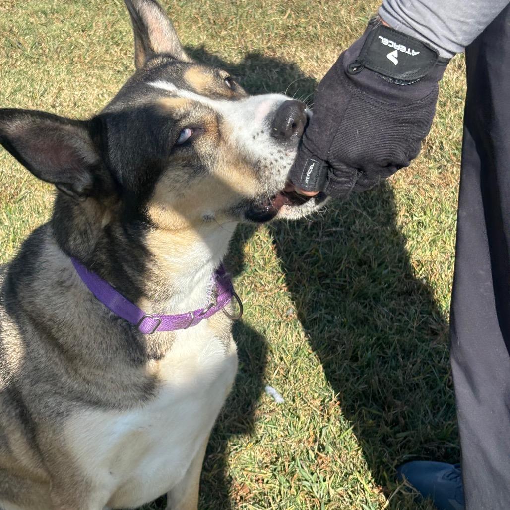 Enlarge Esko, a Adoptable mixed breed in League City, TX image 1/6