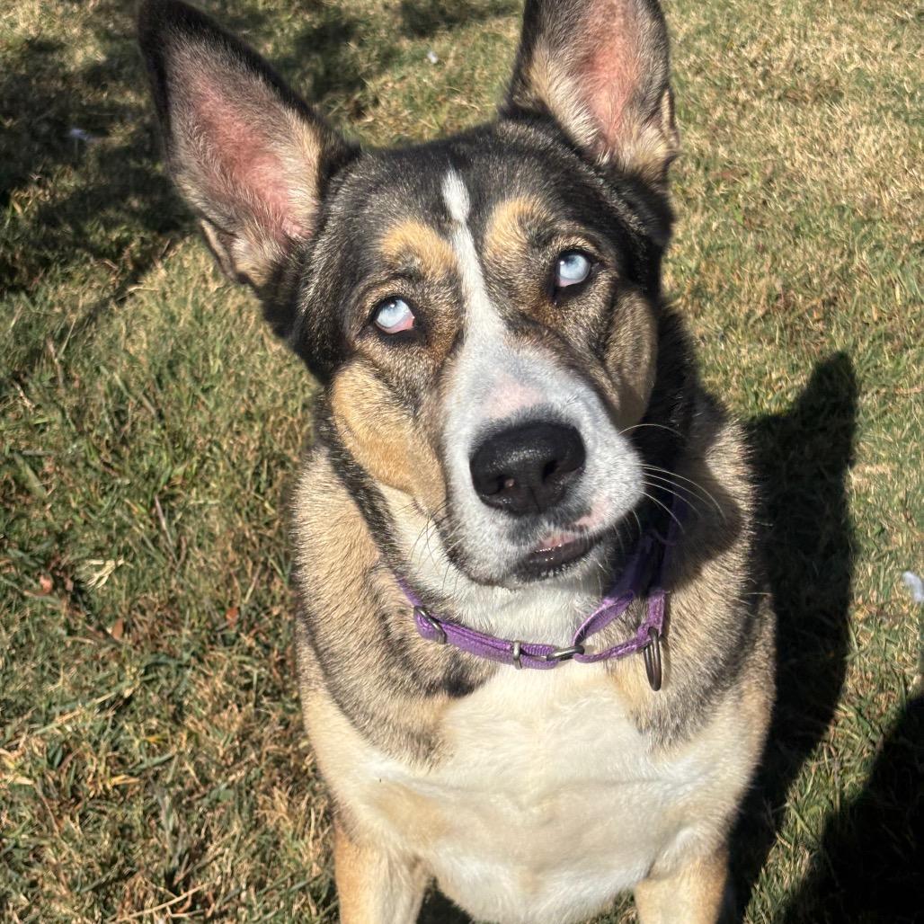 Enlarge Esko, a Adoptable mixed breed in League City, TX image 2/6