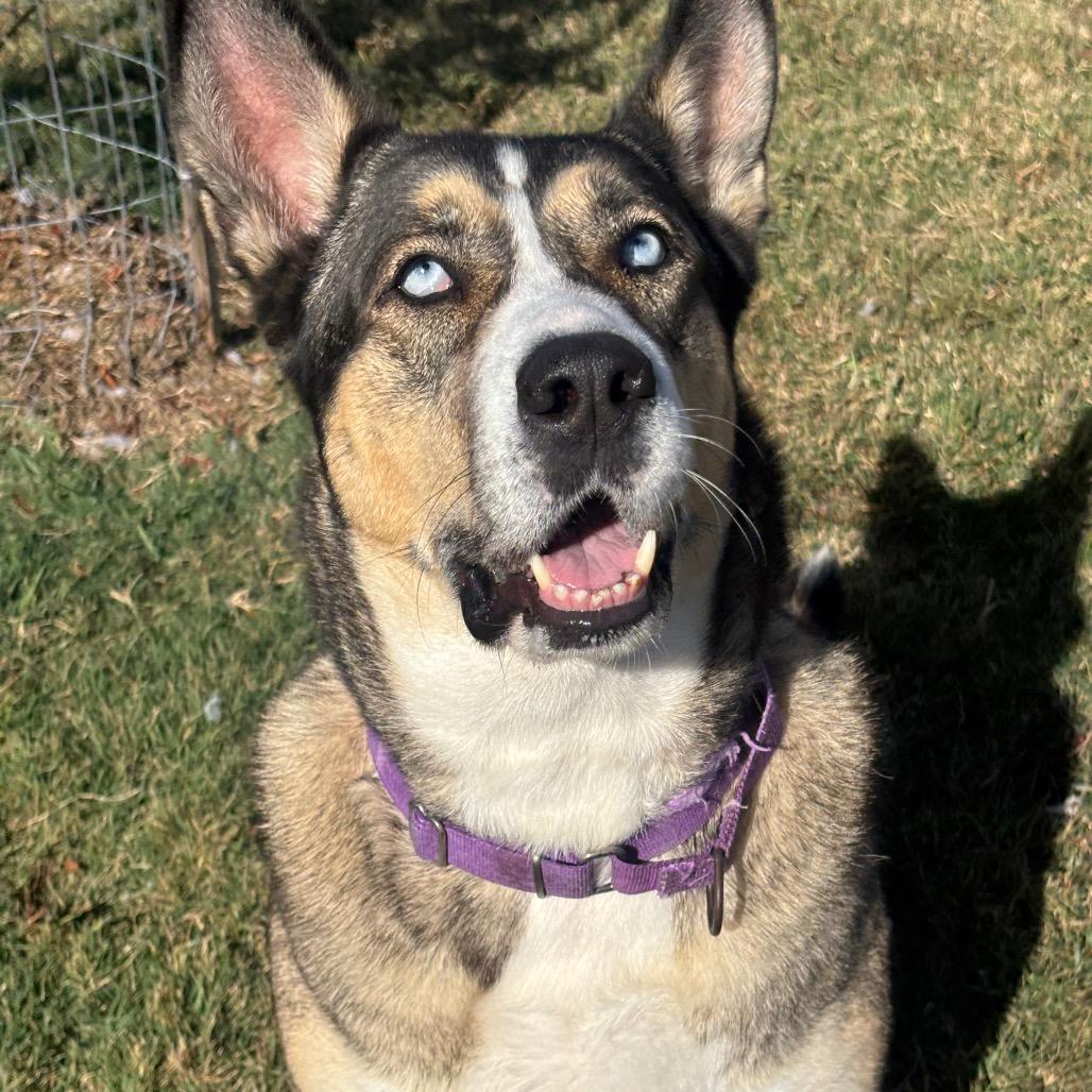 Enlarge Esko, a Adoptable mixed breed in League City, TX image 5/6