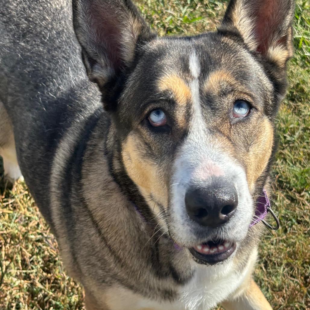 Enlarge Esko, a Adoptable mixed breed in League City, TX image 6/6