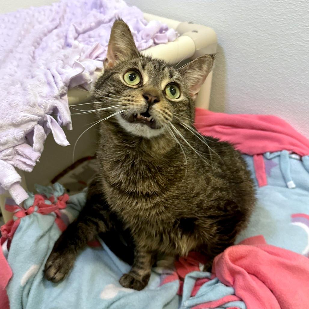 Enlarge Dora, a Adoptable mixed breed in Woodinville, WA image 1/6