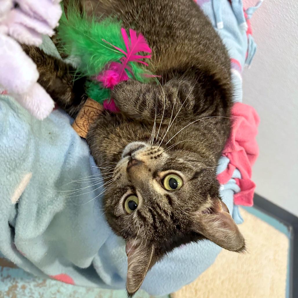 Enlarge Dora, a Adoptable mixed breed in Woodinville, WA image 2/6