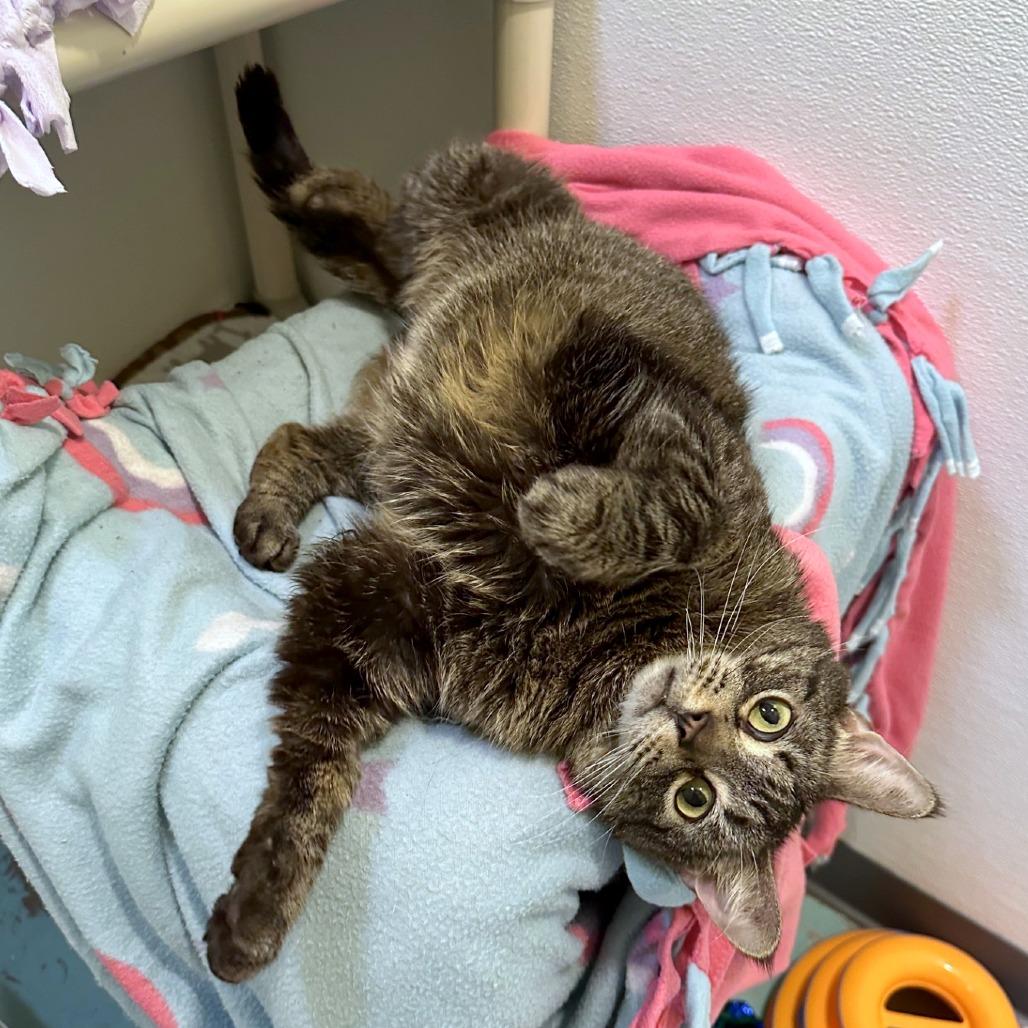 Enlarge Dora, a Adoptable mixed breed in Woodinville, WA image 3/6