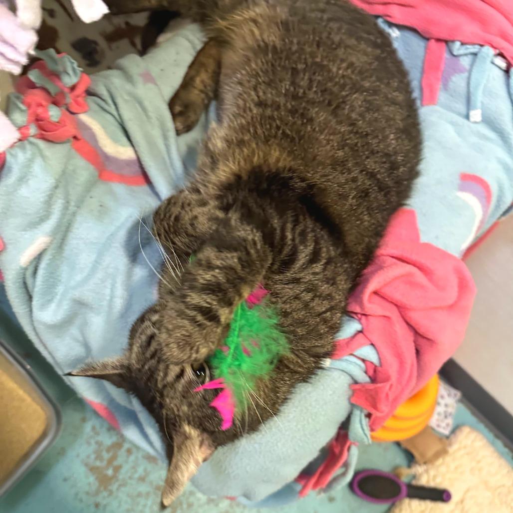 Enlarge Dora, a Adoptable mixed breed in Woodinville, WA image 4/6