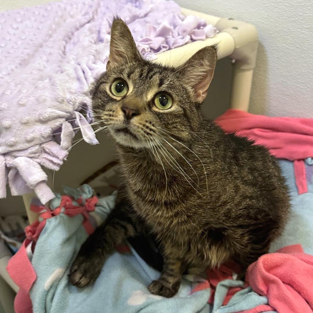 Enlarge Dora, a Adoptable mixed breed in Woodinville, WA image 5/6