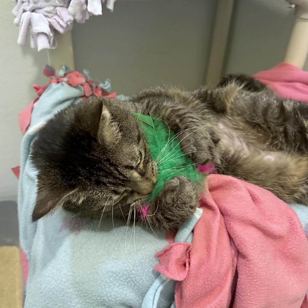 Enlarge Dora, a Adoptable mixed breed in Woodinville, WA image 6/6