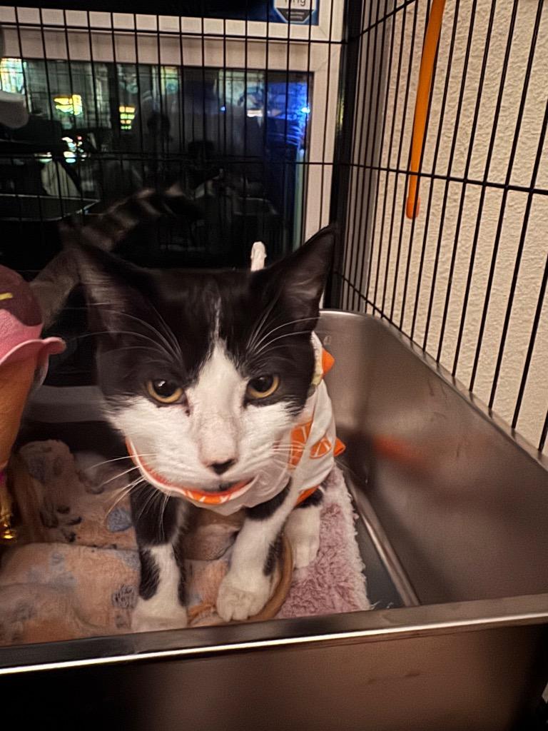 Scoot, Adoptable, Kitten Female Tabby.