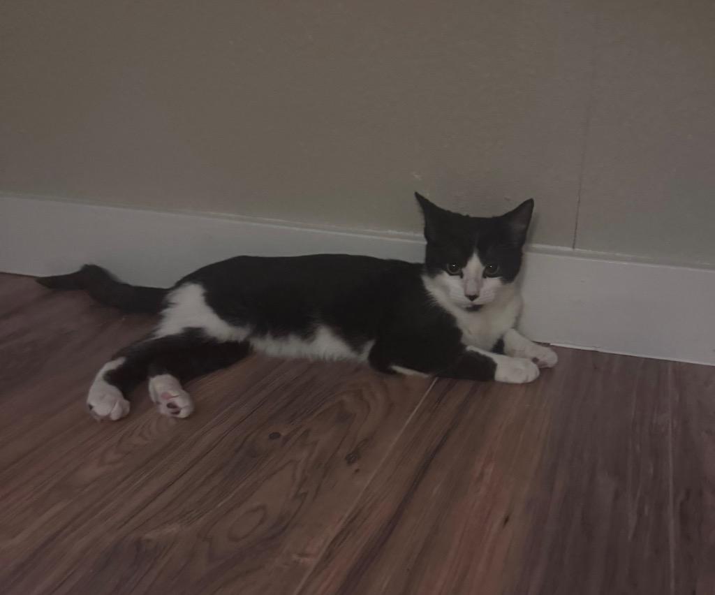 Enlarge Scoot, a Adoptable Tabby in San Antonio, TX image 2/3