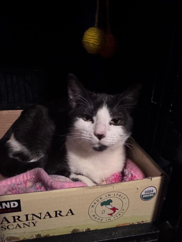 Enlarge Scoot, a Adoptable Tabby in San Antonio, TX image 3/3