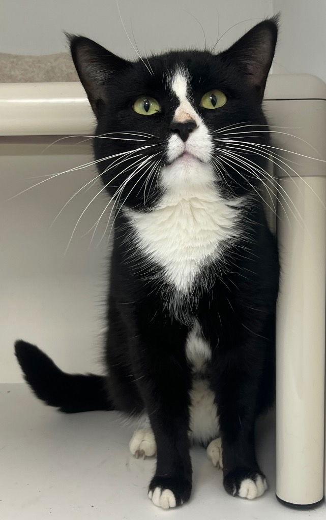 Enlarge 26-047 Catrick Swayze, a Adoptable Domestic Short Hair in Tarboro, NC image 1/2