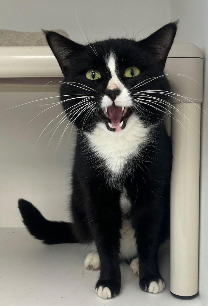 Enlarge 26-047 Catrick Swayze, a Adoptable Domestic Short Hair in Tarboro, NC image 2/2