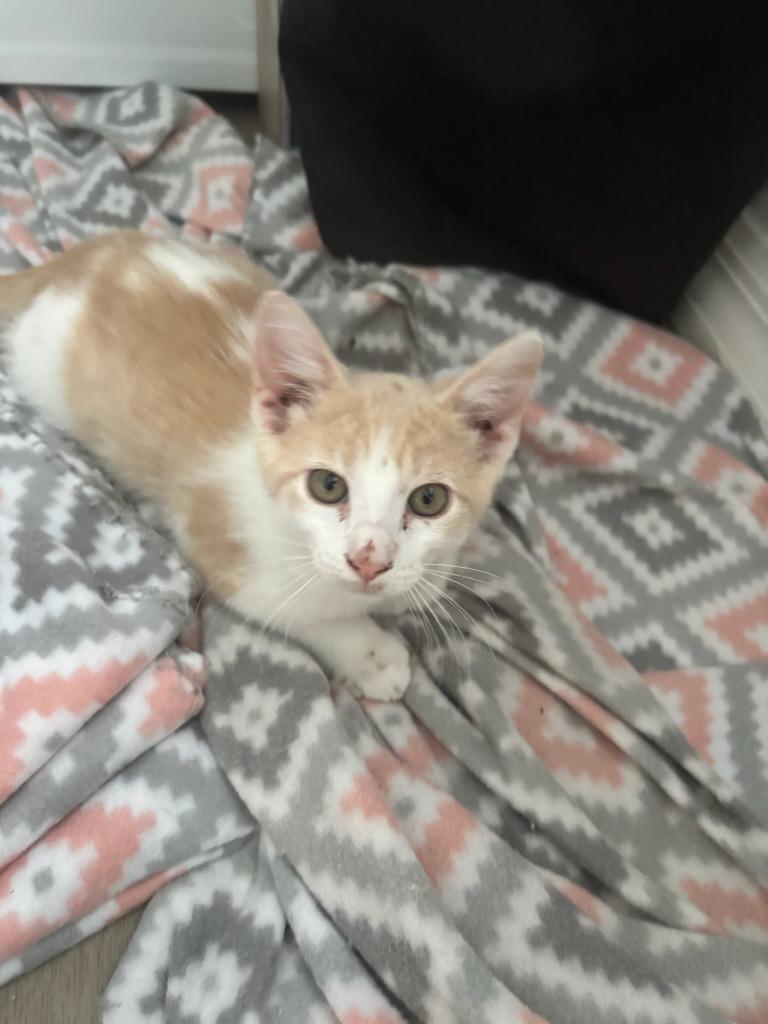 Flynn, Adopted, Young Male Domestic Short Hair.