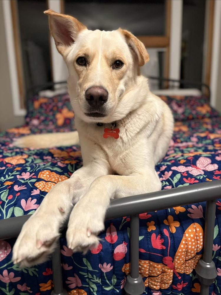 Griffin (26-023 D), Adoptable, Young Male Mixed Breed.